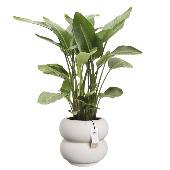 amber roll low 43cm blanc lin